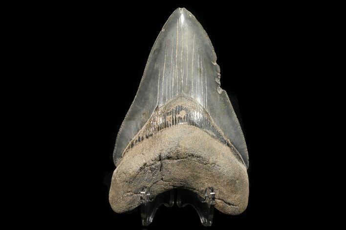 Serrated, Fossil Megalodon Tooth - Georgia #78187